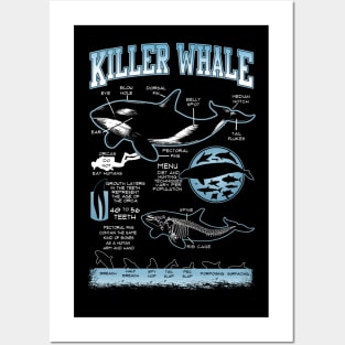 Killer Whale Diagram Physical Characteristics Posters and Art